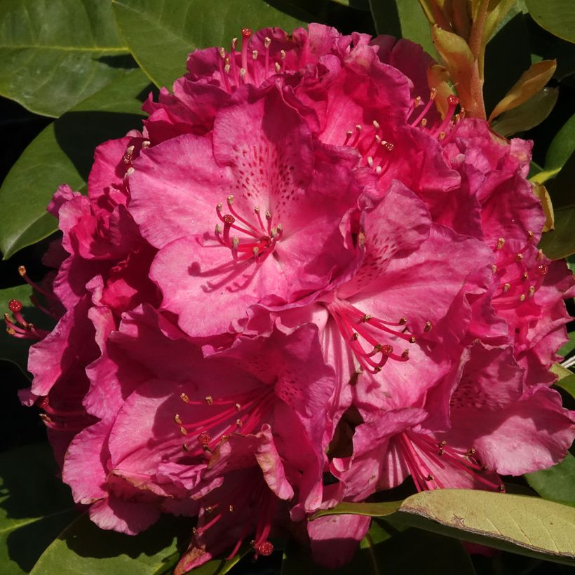 Rhododendron Easydendron Diderk Inkarho (Flowering)