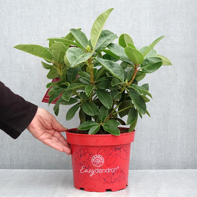 Rhododendron Easydendron Diderk Inkarho 4L/5L pot sample as delivered in autumn