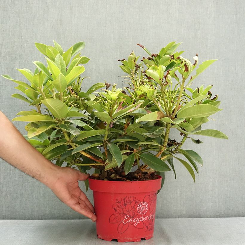 Rhododendron Easydendron Diderk Inkarho 4L/5L pot sample as delivered in summer