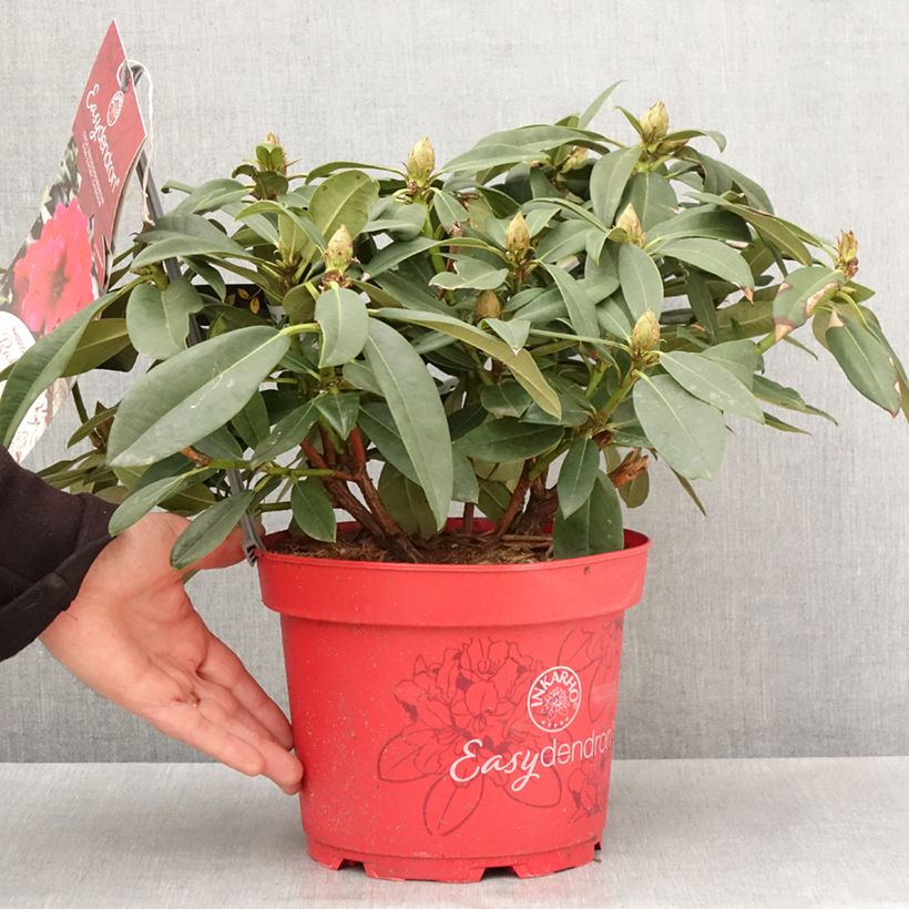 Rhododendron Easydendron Diderk Inkarho 4L/5L pot sample as delivered in spring