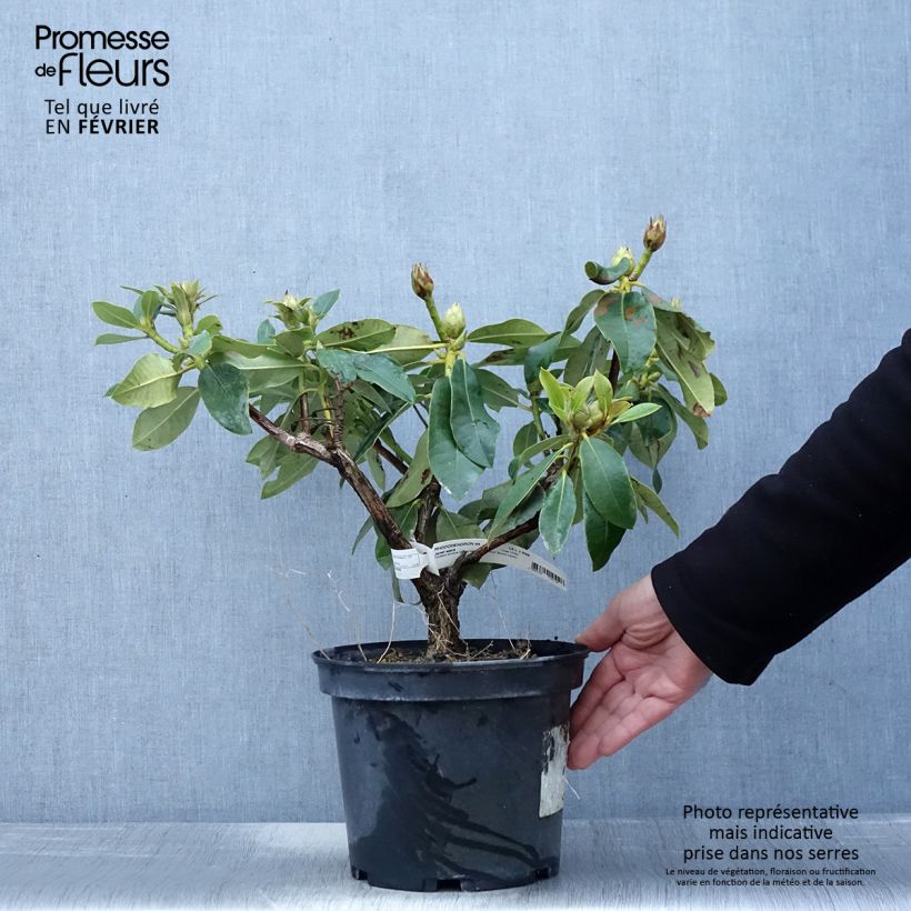 Rhododendron Janet Ward 4L/5L pot sample as delivered in winter