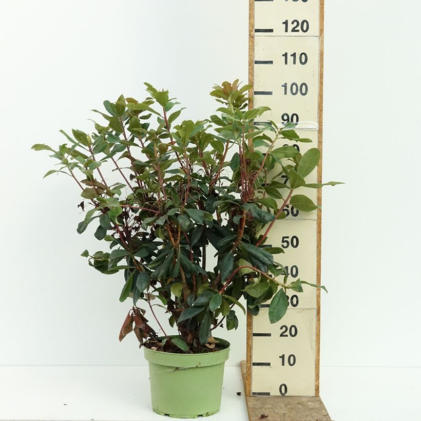 Rhododendron Mosers Maroon 7.5L/10L pot sample as delivered in summer