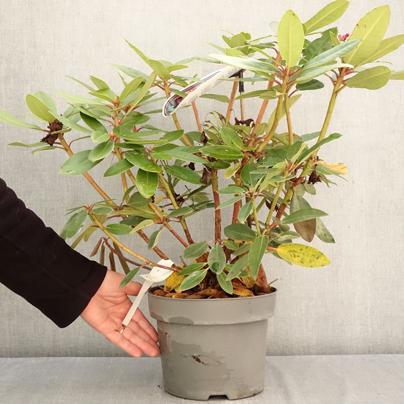 Rhododendron Raphaela 4L/5L pot sample as delivered in autumn