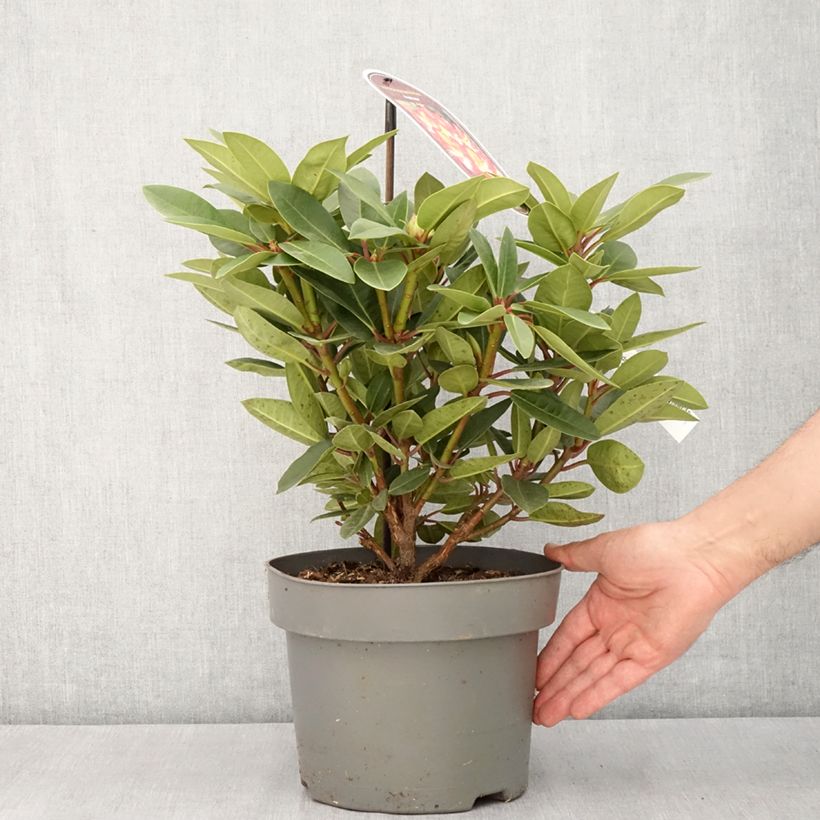 Rhododendron Raphaela 4L/5L pot sample as delivered in spring