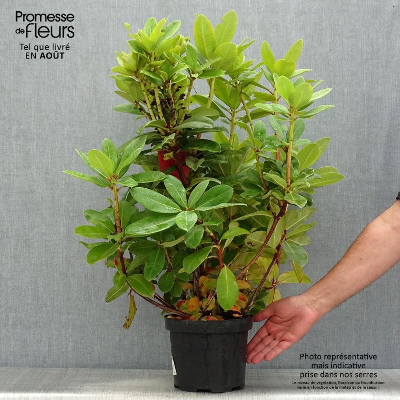 Rhododendron Red Jack 4L/5L pot sample as delivered in summer