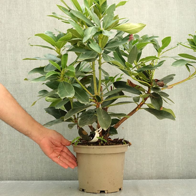 Rhododendron Rwain 4L/5L pot sample as delivered in summer