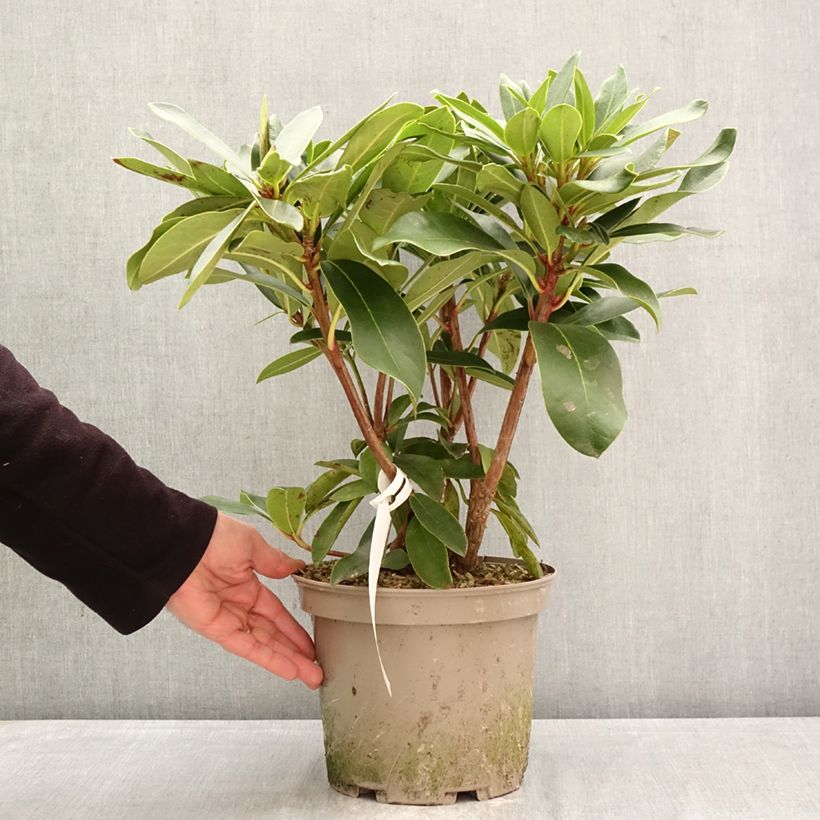Rhododendron Rwain 4L/5L pot sample as delivered in spring