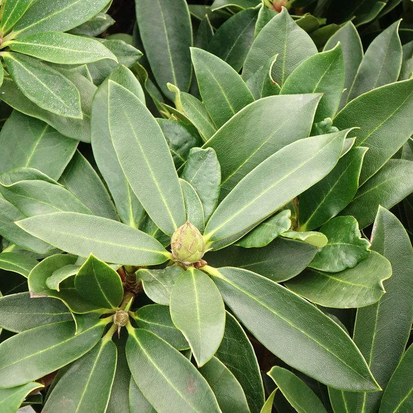 Rhododendron Rwain (Foliage)
