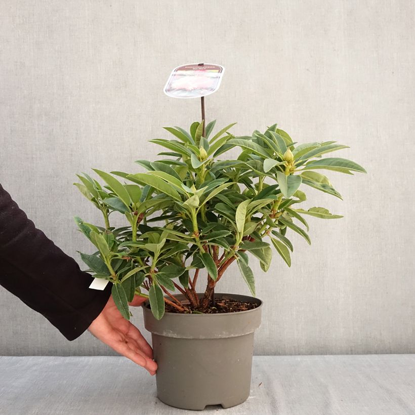 Rhododendron Sun Fire - Hybrid Rhododendron 4L/5L pot sample as delivered in winter