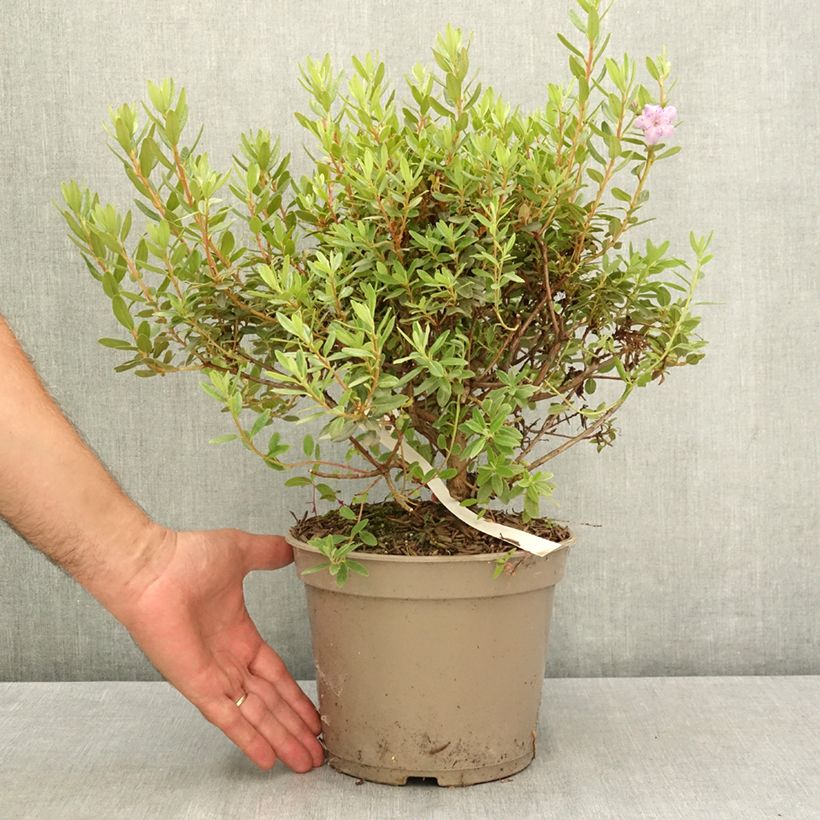 Rhododendron impeditum Select 4L/5L pot sample as delivered in summer