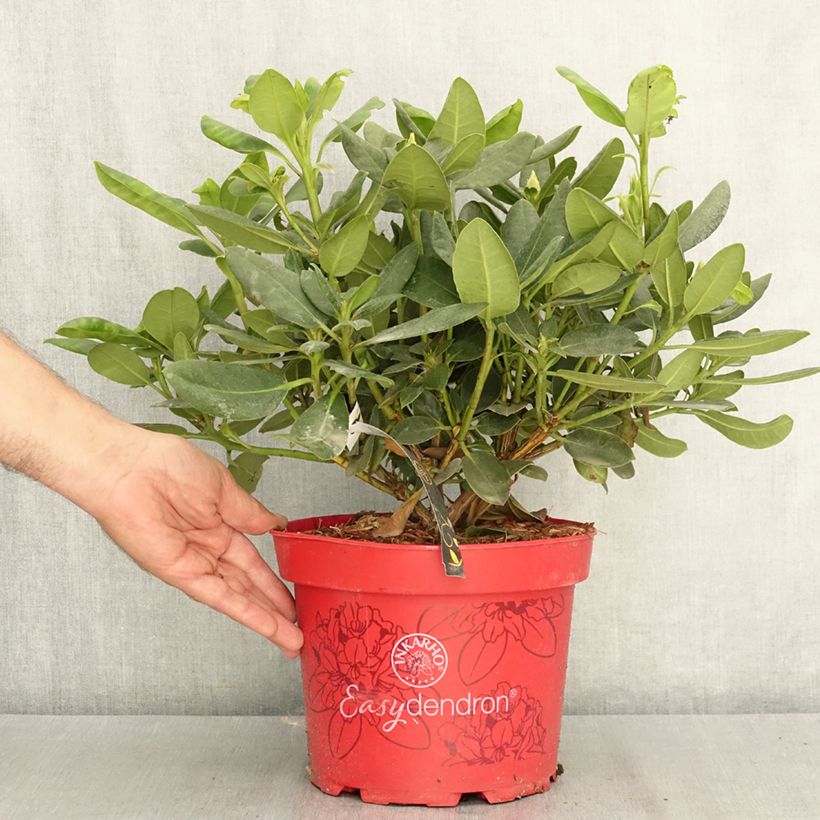 Rhododendron INKARHO Brasilia 4L/5L pot sample as delivered in summer