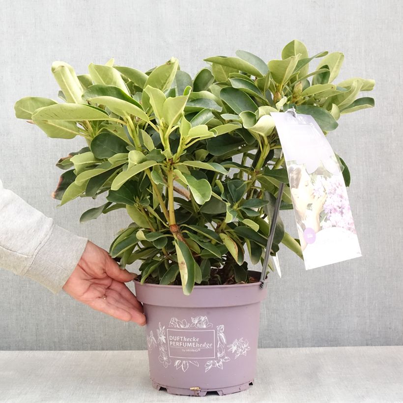 Rhododendron Lilac Dufthecke Inkarho - Rhododendron, Azalea 4L/5L pot sample as delivered in spring