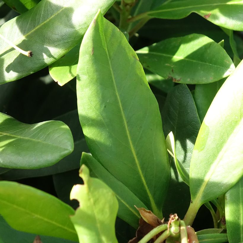 Rhododendron Rosa Dufthecke Inkarho (Foliage)