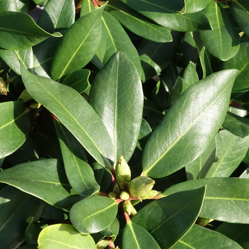 Rhododendron White Dufthecke Inkarho (Foliage)