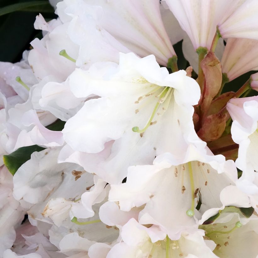 Rhododendron White Dufthecke Inkarho (Flowering)
