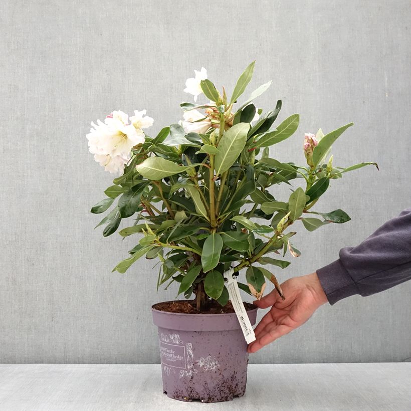 Rhododendron White Dufthecke Inkarho 4L/5L pot sample as delivered in spring