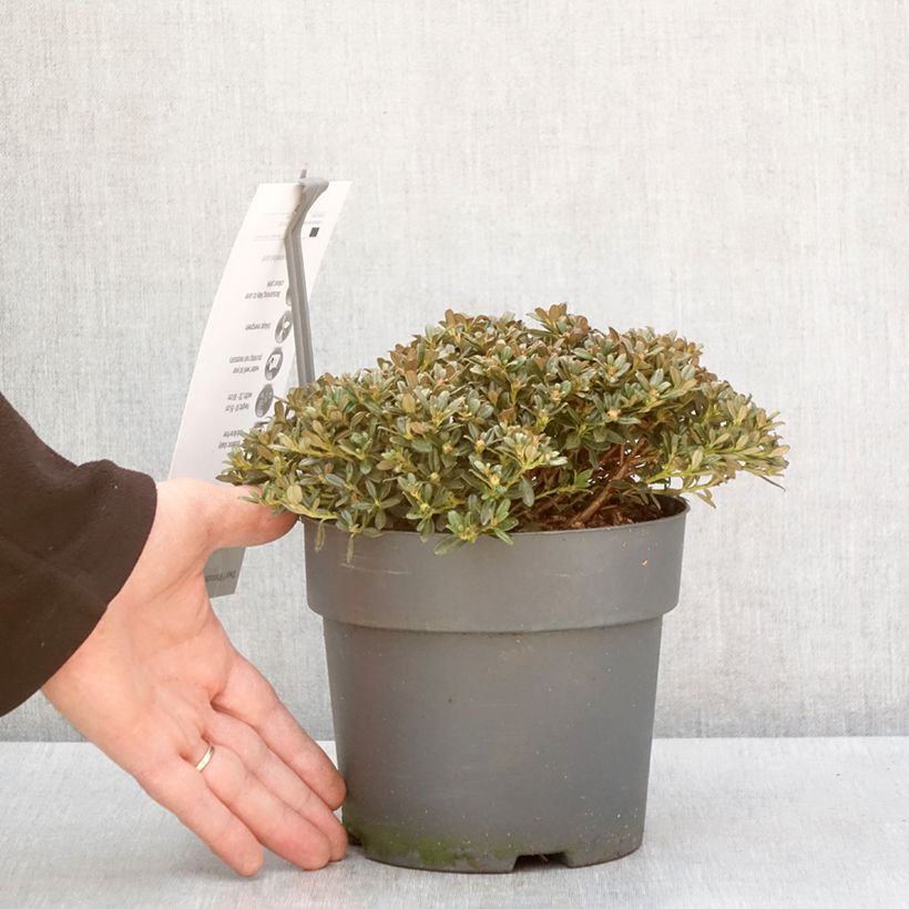 Rhododendron keleticum  2L/3L pot sample as delivered in winter