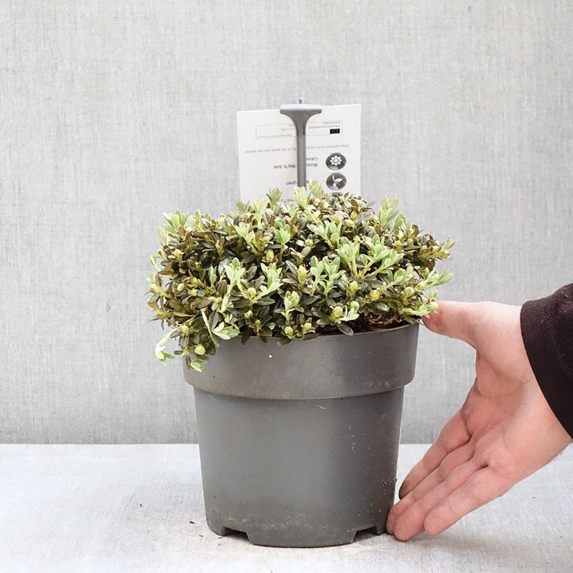 Rhododendron keleticum  2L/3L pot sample as delivered in spring