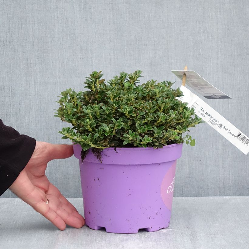 Rhododendron keleticum Lilly Bell Dream 3L/4L pot sample as delivered in autumn