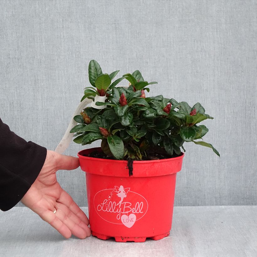 Rhododendron repens Lilly Bell Love 3L/4L pot sample as delivered in autumn
