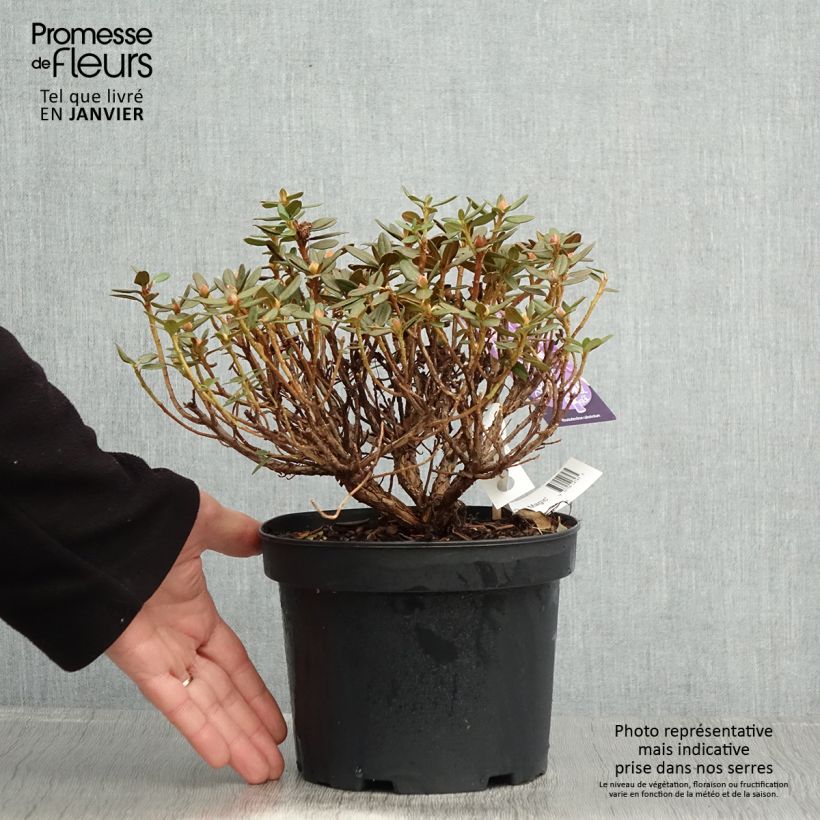 Rhododendron Lilly Bell Magic 3L/4L pot sample as delivered in winter