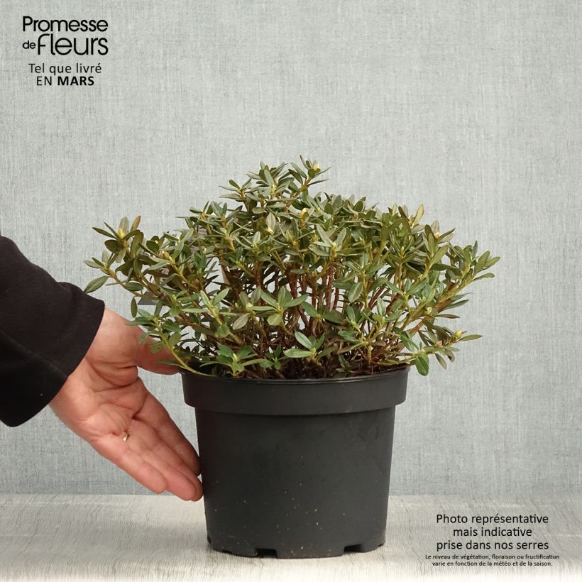 Rhododendron Lilly Bell Magic 3L/4L pot sample as delivered in spring