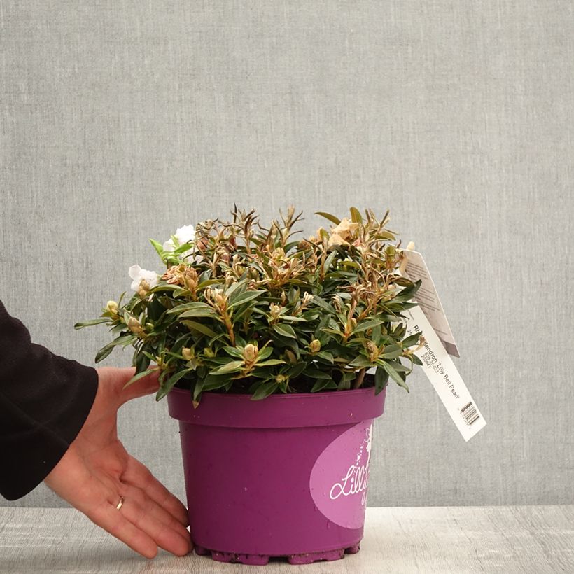Rhododendron Lilly Bell Pearl 3L/4L pot sample as delivered in spring