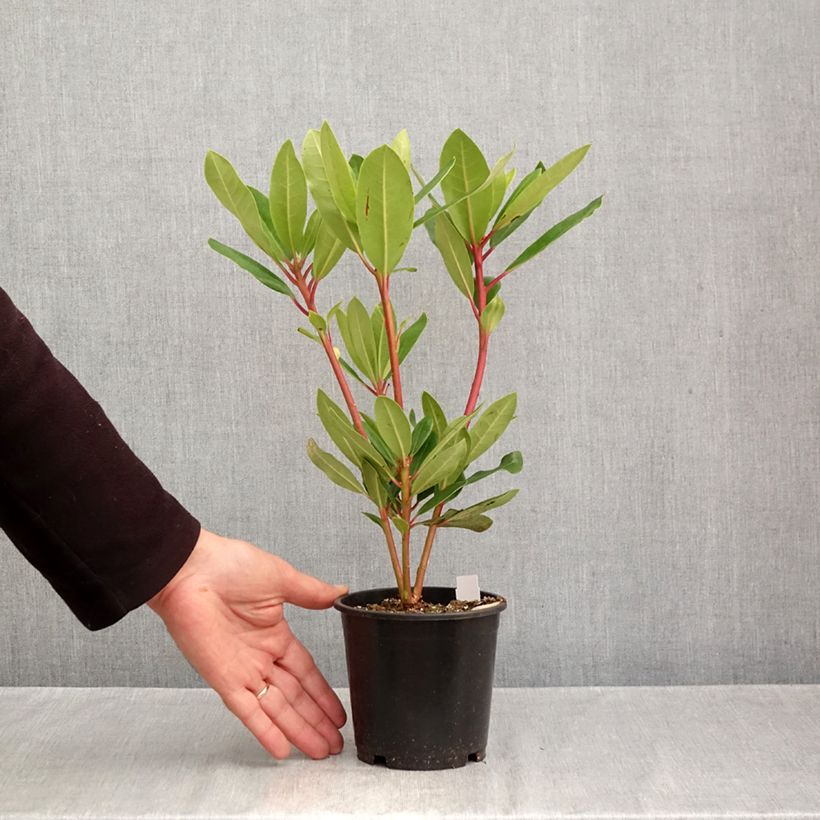 Rhododendron Monsieur Marcel Ménard 12cm pot sample as delivered in autumn