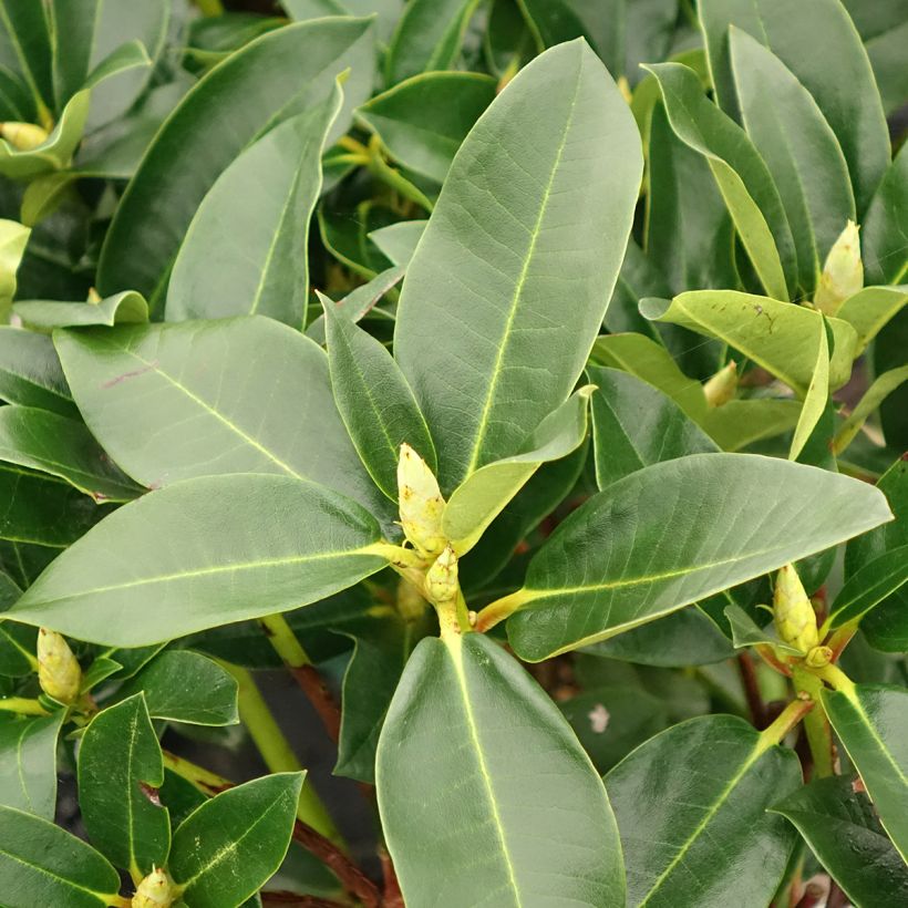 Rhododendron Markeeta's Prize (Foliage)