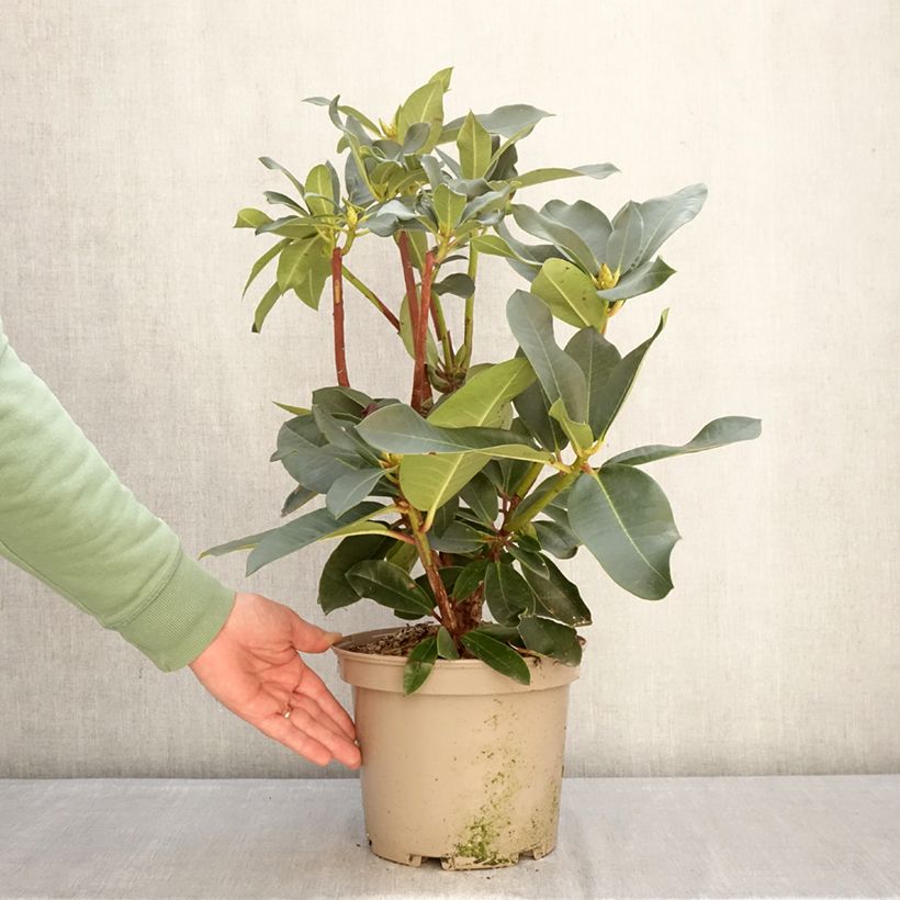 Rhododendron Markeeta's Prize 4L/5L pot sample as delivered in winter