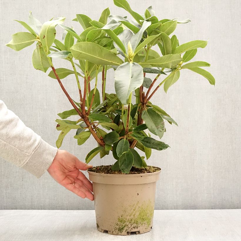 Rhododendron Markeeta's Prize 4L/5L pot sample as delivered in spring
