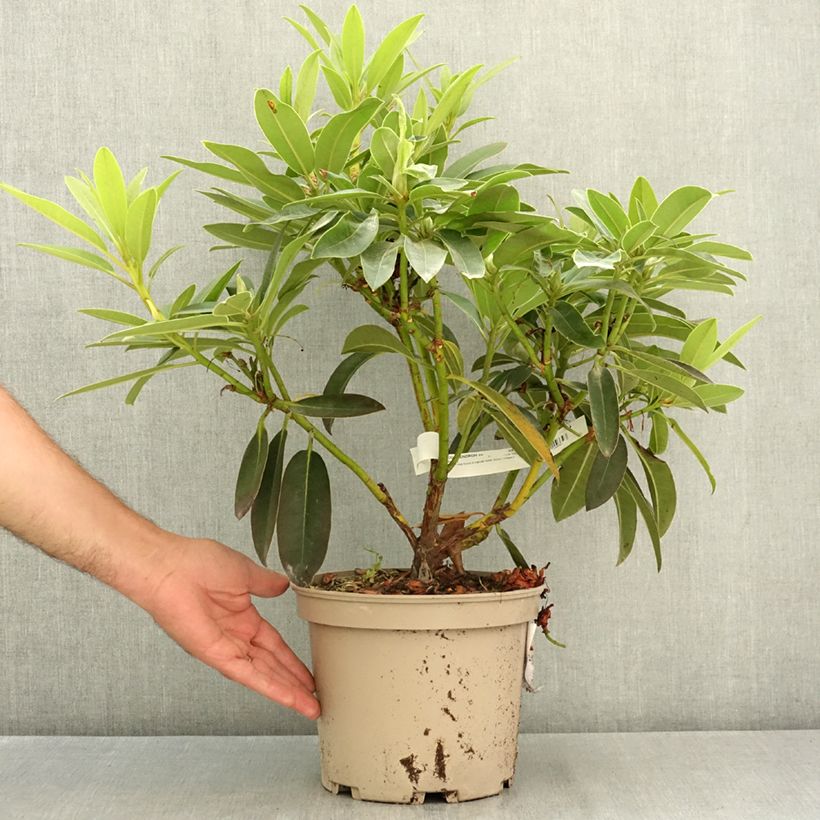 Rhododendron Midnight 4L/5L pot sample as delivered in summer