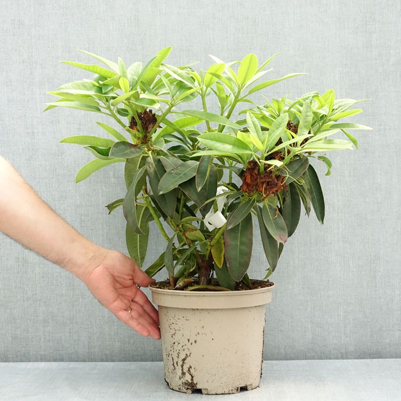 Rhododendron Midnight 4L/5L pot sample as delivered in spring