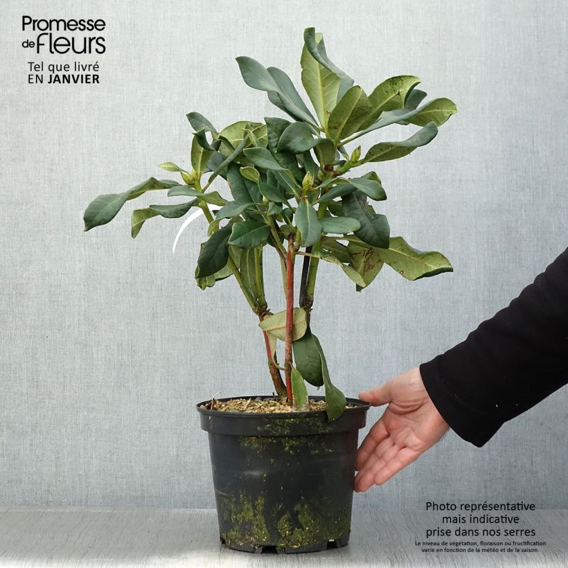 Rhododendron Polar Bear 4L/5L pot sample as delivered in winter