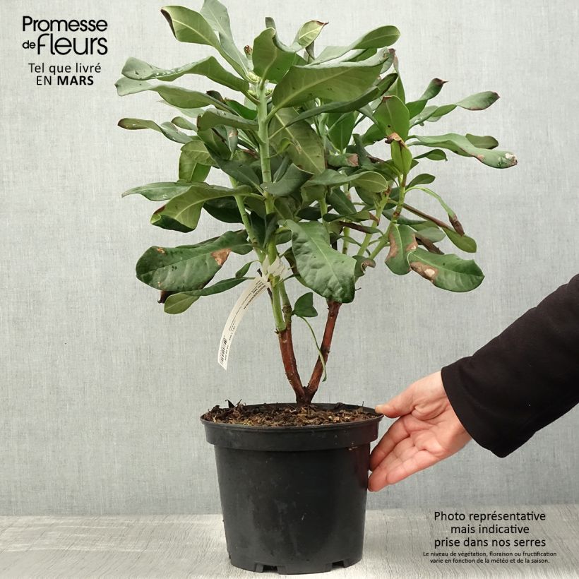 Rhododendron Polar Bear 4L/5L pot sample as delivered in spring