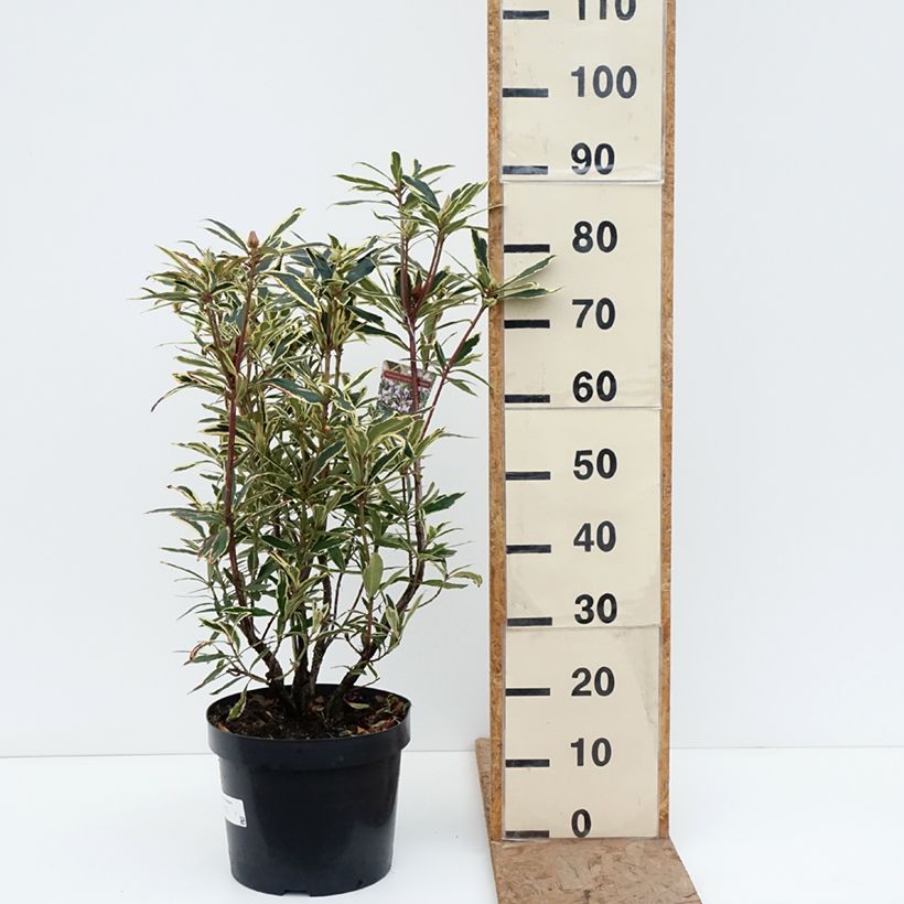 Rhododendron ponticum Variegatum 7.5L/10L pot sample as delivered in winter