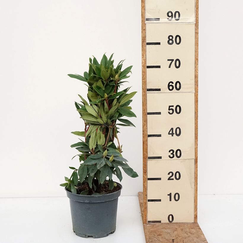 Rhododendron Red Eye 4L/5L pot sample as delivered in autumn