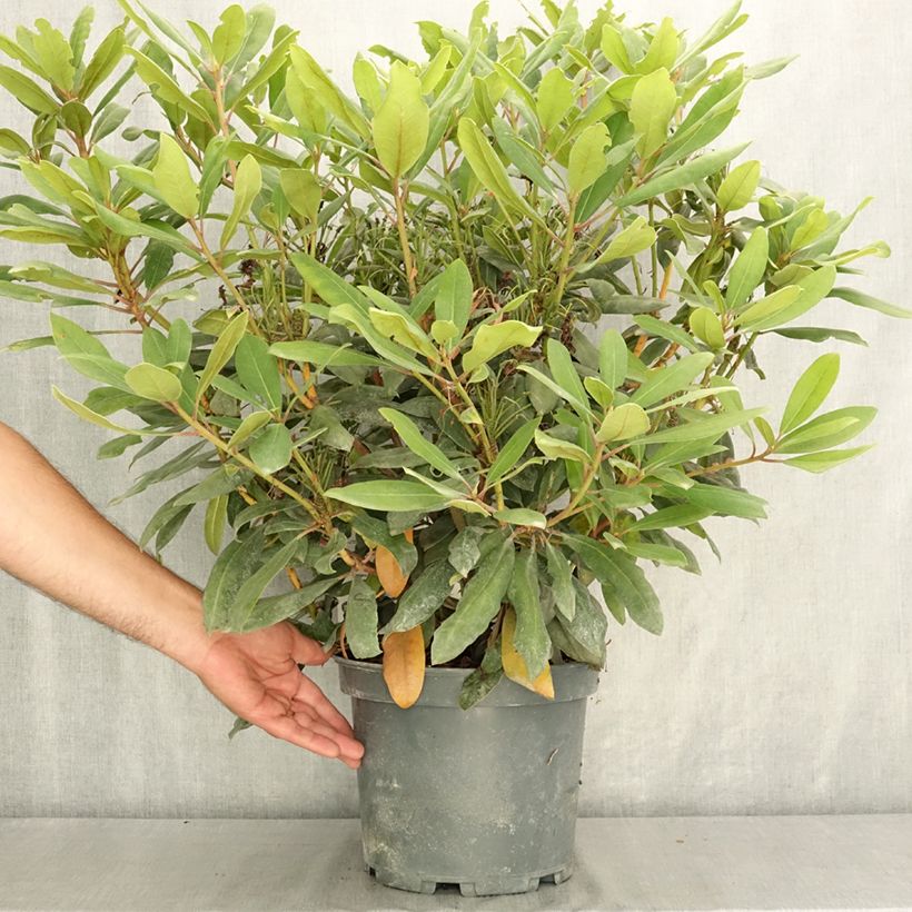 Rhododendron Red Eye 4L/5L pot sample as delivered in summer