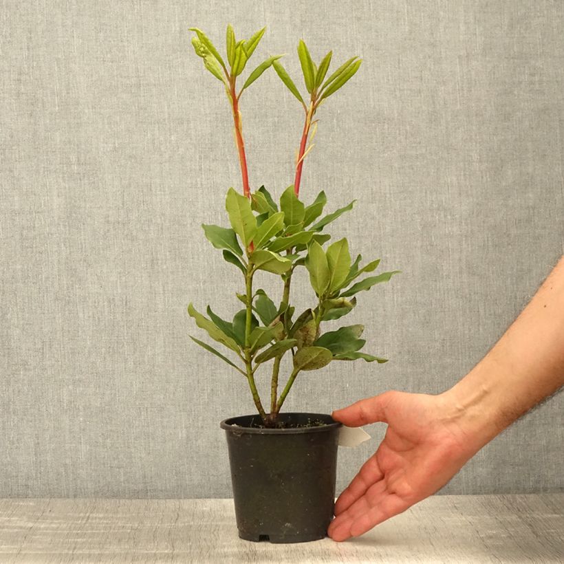 Rhododendron catawbiense Roseum Elegans 12cm pot sample as delivered in spring