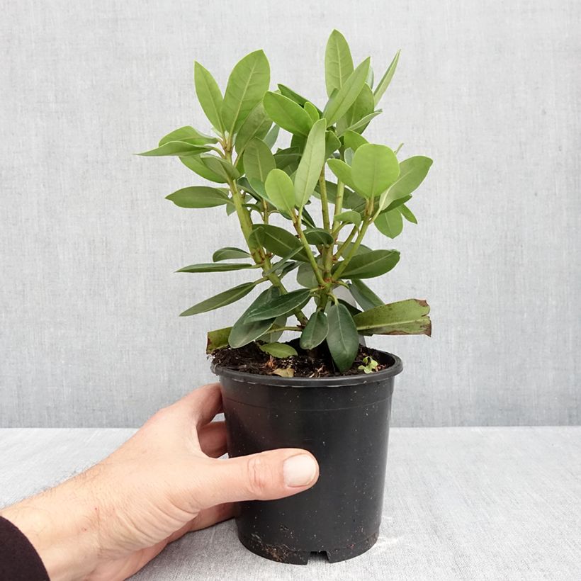 Rhododendron catawbiense Roseum Elegans 12cm pot sample as delivered in autumn