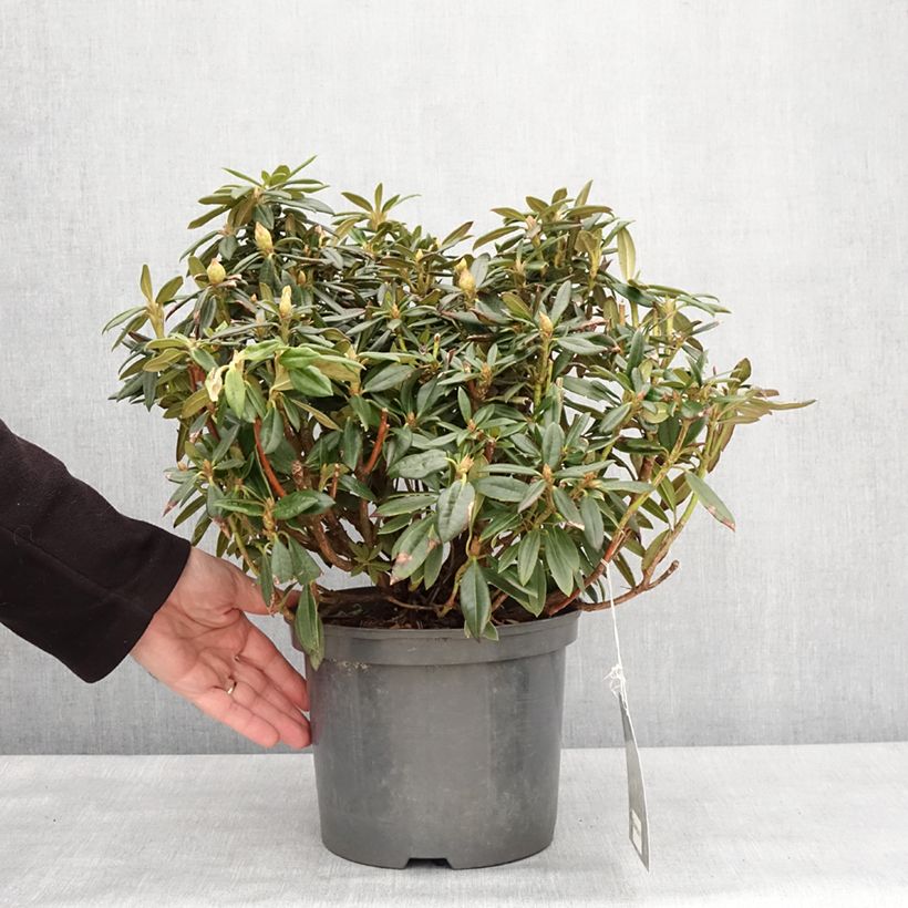 Rhododendron Blewbury 4L/5L pot sample as delivered in winter