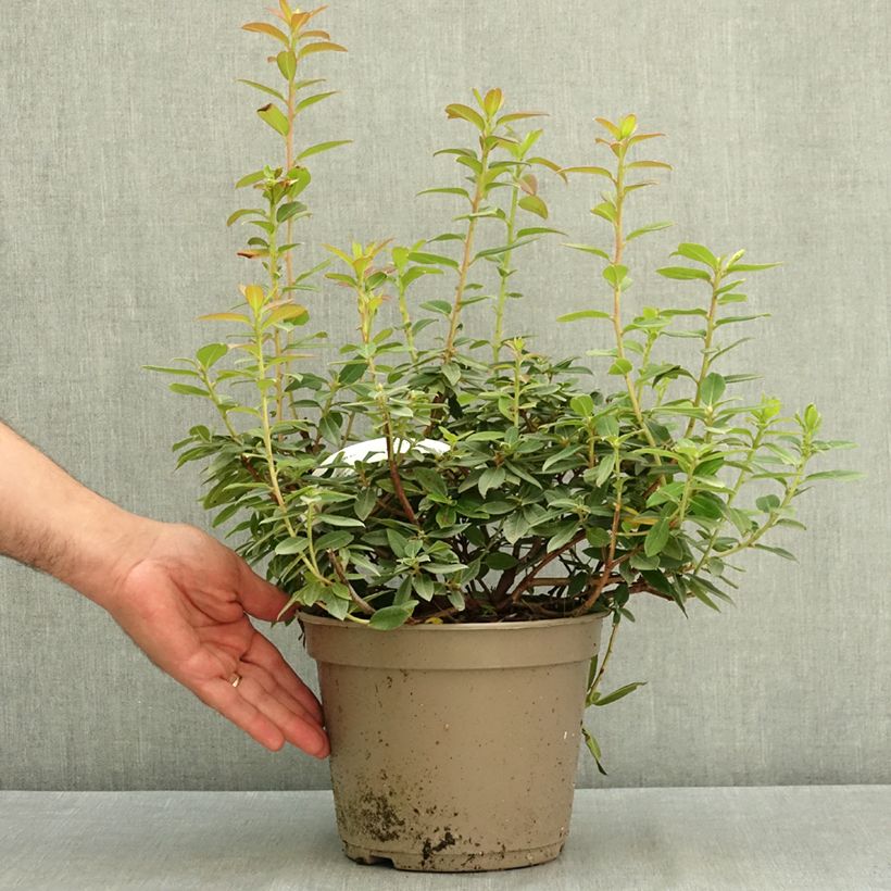 Rhododendron Saint Tudy 4L/5L pot sample as delivered in summer