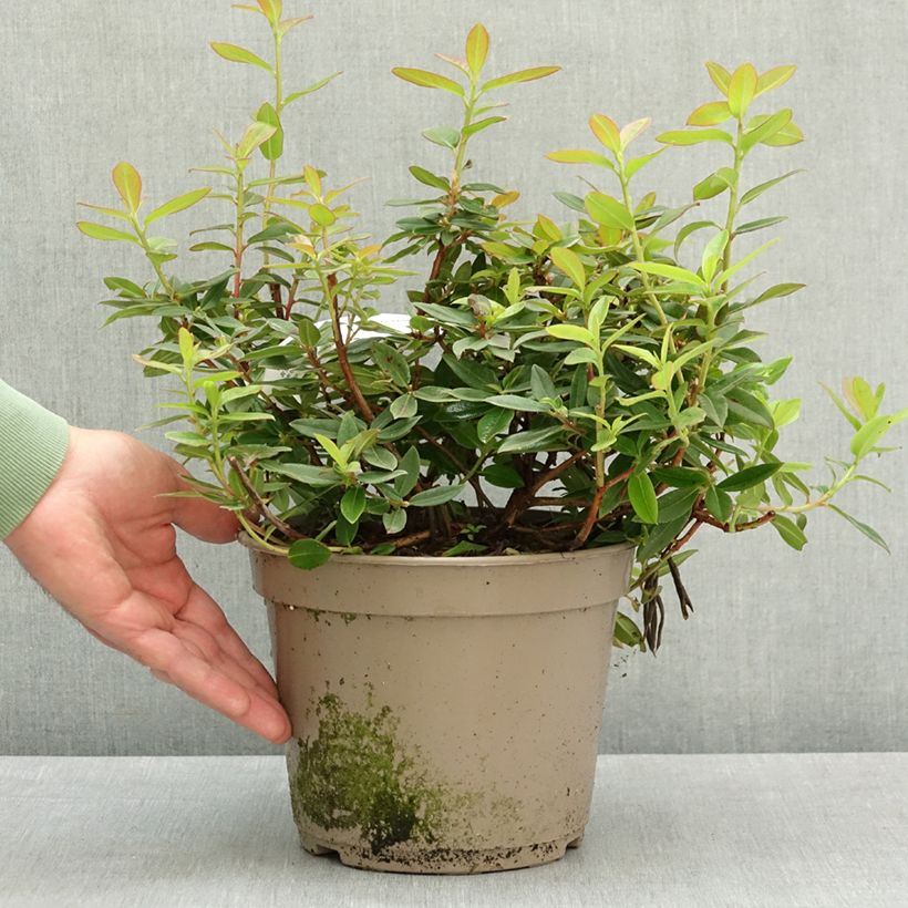 Rhododendron Saint Tudy 4L/5L pot sample as delivered in spring