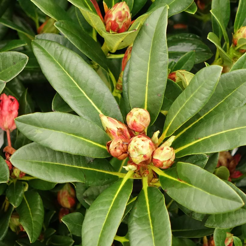 Rhododendron Sainte-Marine (Foliage)
