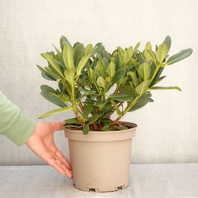 Rhododendron Sainte-Marine 4L/5L pot sample as delivered in winter