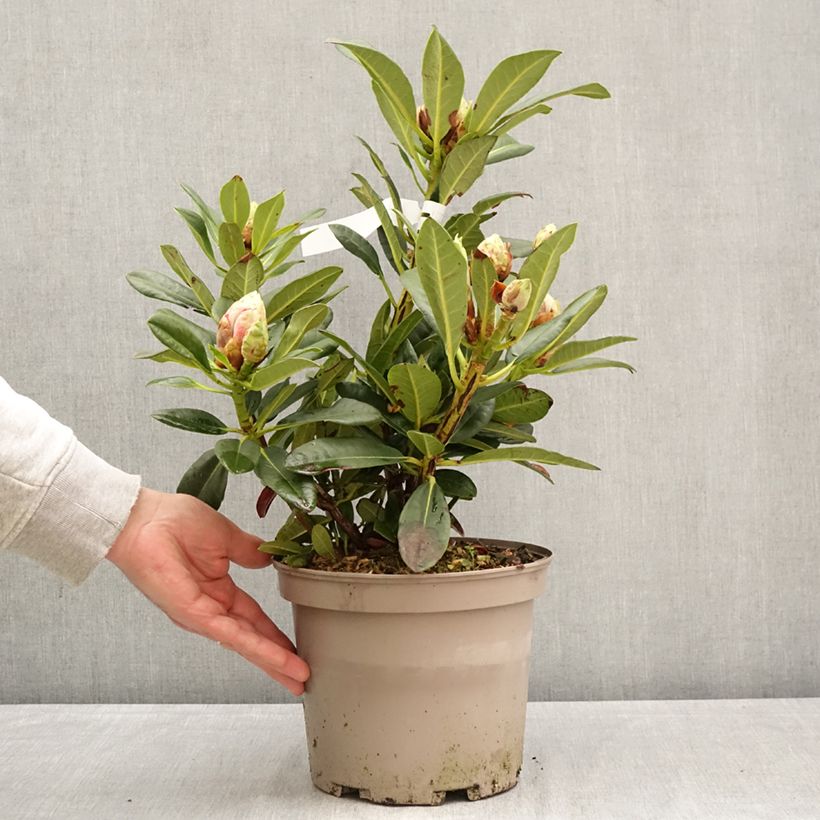 Rhododendron Sainte-Marine 4L/5L pot sample as delivered in spring