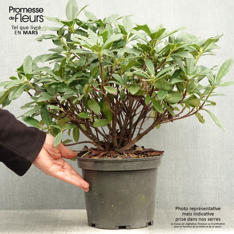 Rhododendron Scyphocalyx 6L/7L pot sample as delivered in spring
