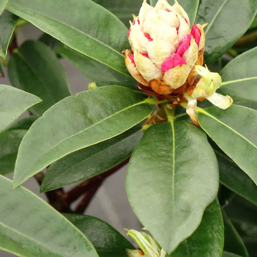 Rhododendron Souvenir de J. Broughton (Foliage)