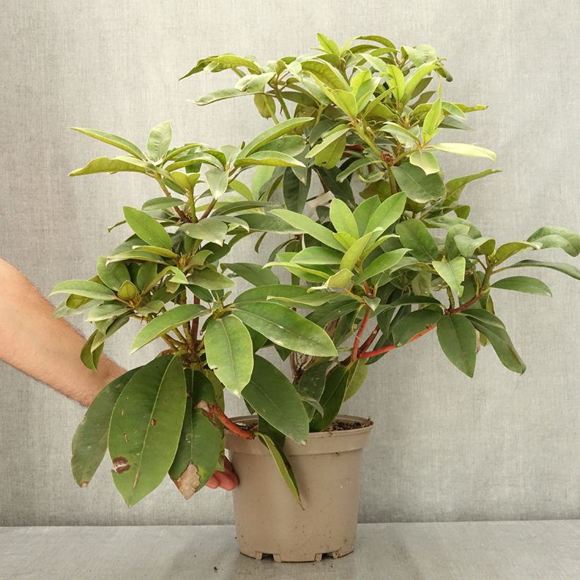 Rhododendron Souvenir de J. Broughton 4L/5L pot sample as delivered in summer