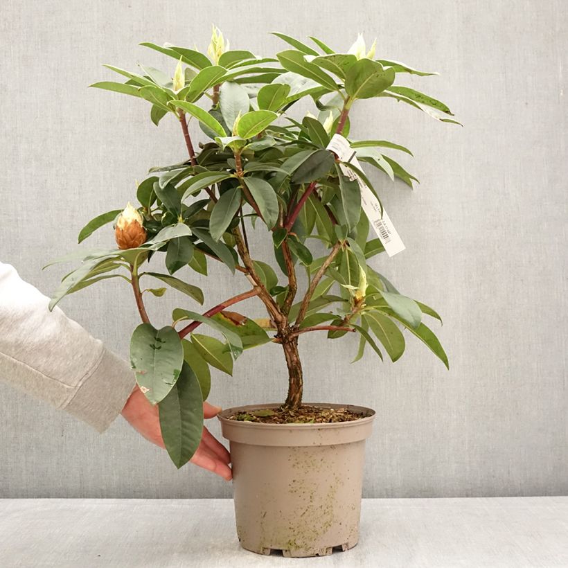 Rhododendron Souvenir de J. Broughton 4L/5L pot sample as delivered in spring